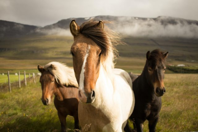 Three horses stand closely together in a grassy field, with rolling hills and mist-covered mountains in the background under a cloudy sky. The foreground horse is mostly white with a brown face.