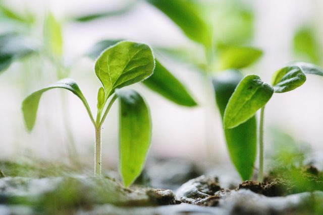 Close-up of several small green seedlings sprouting from soil, with bright light illuminating their fresh leaves and a blurred background.