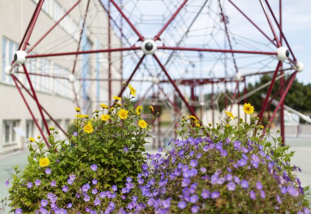 Yellow and purple flowers in the foreground, with a climbing net structure and a building in the background, outdoors on a sunny day.