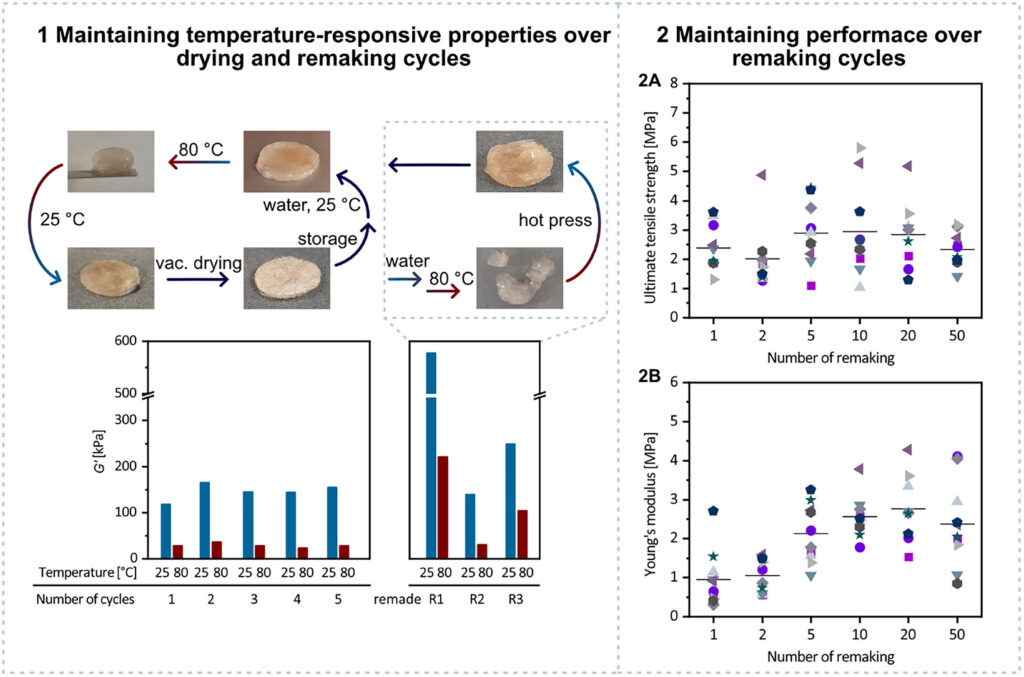 Diagrams showing hydrogel drying and remaking cycles, photos of samples, bar charts of stress, and scatter plots of tensile strength and Young's modulus across multiple remaking cycles, illustrating material property retention.