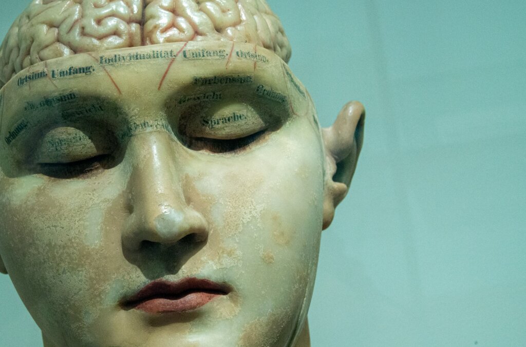 A close-up of a phrenology head model, showing part of the face and the top of the head labelled with brain sections and German words.