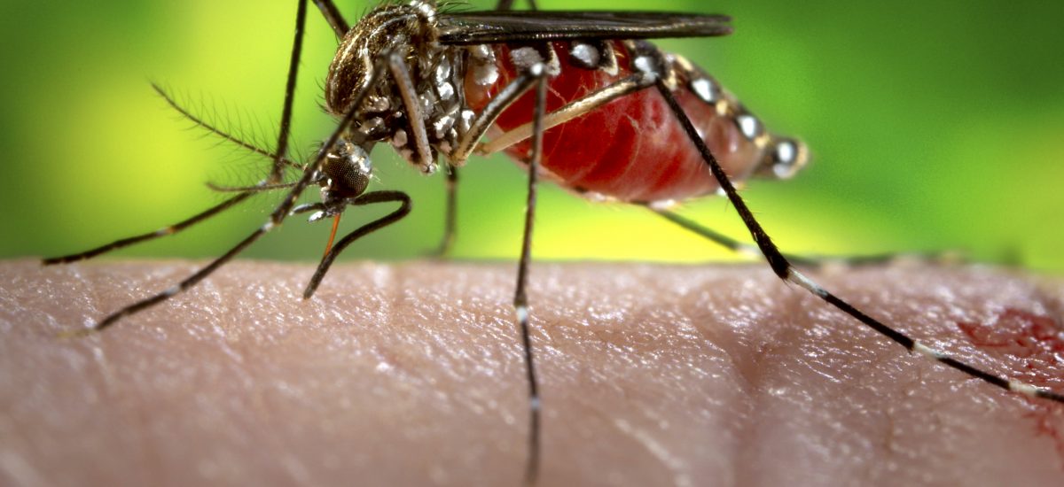 A female, Aedes aegypti mosquito obtaining a blood meal from a human host.